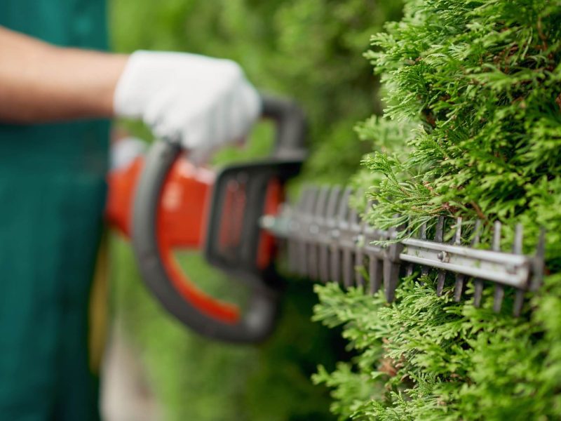 male-gargener-trimming-hedge-using-special-tool